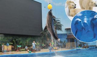 天津海昌极地海洋公园十一人多吗 天津极地海洋世界