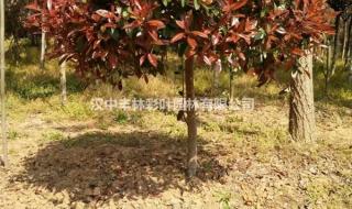 20年的银杏树价值多少 25公分的银杏树价格