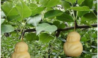 西游记中的人参果树在现实中的什么地方啊 人参果树苗是真的吗